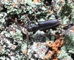 Tetropium castaneum