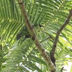 Chloropsis cyanopogon