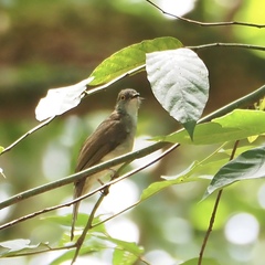 Rubigula erythropthalmos