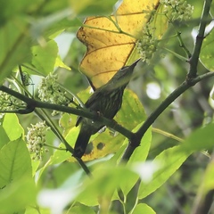 Kurochkinegramma hypogrammicum