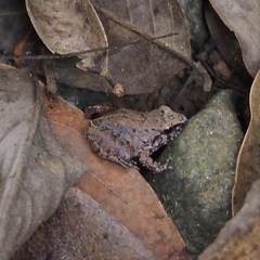 Limnonectes hascheanus