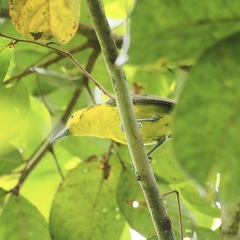 Aegithina lafresnayei