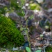 Micranthes ferruginea - Photo (c) Brent Miller, algunos derechos reservados (CC BY-NC-ND)