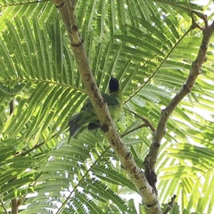 Chloropsis cyanopogon