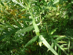Cirsium ukranicum