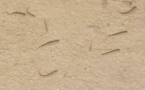 Cyprinidae