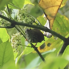 Kurochkinegramma hypogrammicum