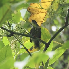 Kurochkinegramma hypogrammicum