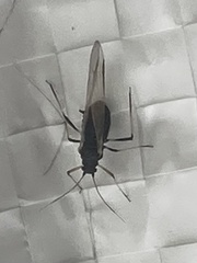 Insecta