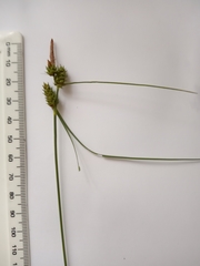 Carex extensa