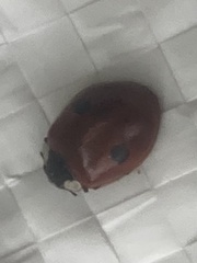 Adalia bipunctata
