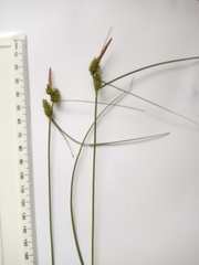 Carex extensa