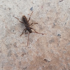 Trichoferus campestris