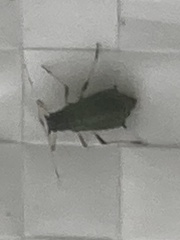 Insecta