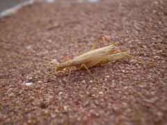 Oecanthus dulcisonans