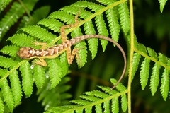 Anolis notopholis