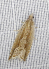 Ancylis diminuatana