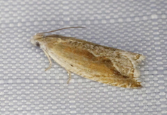 Ancylis diminuatana