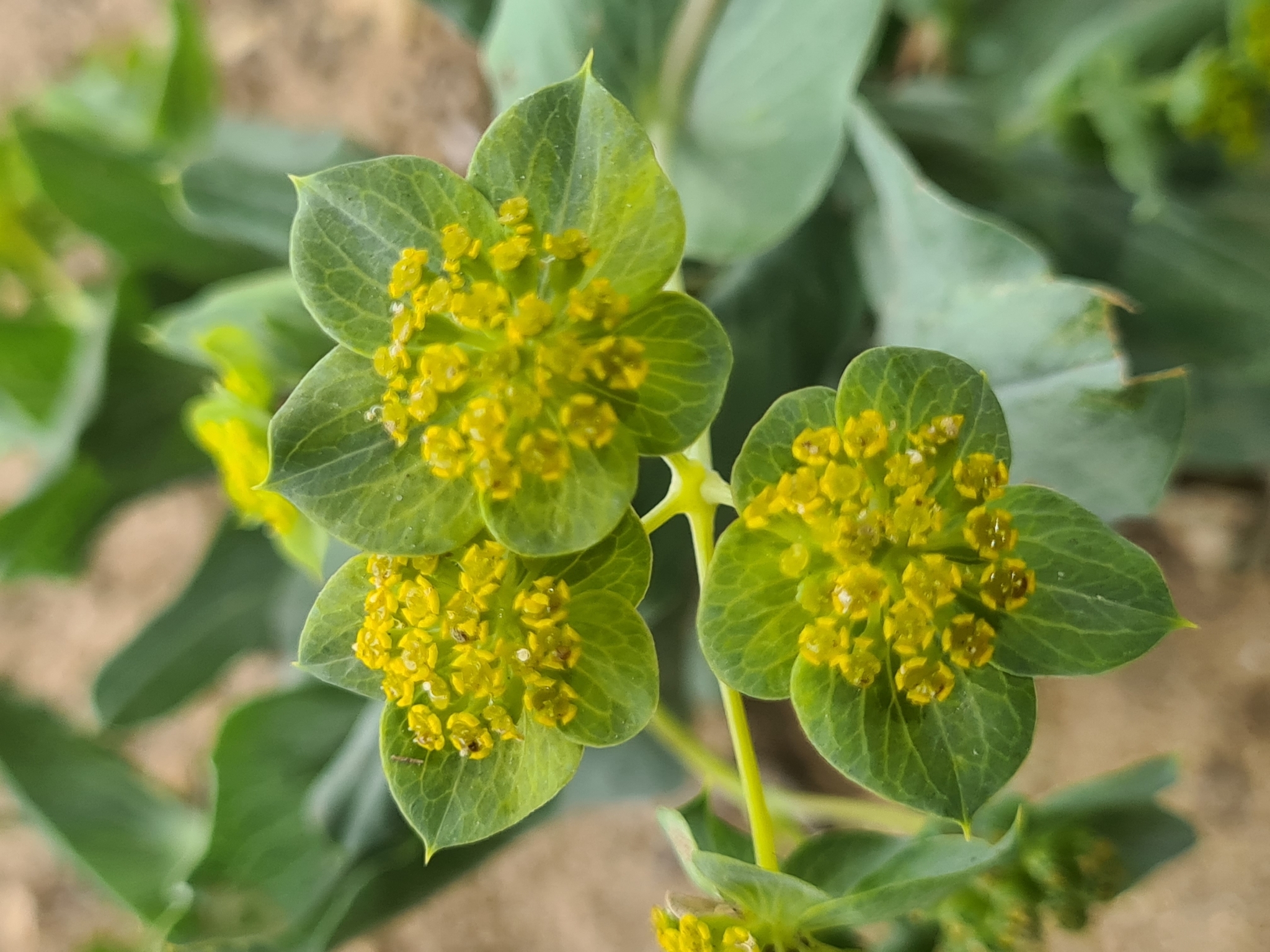 Bupleurum lancifolium