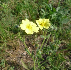 Potentilla recta recta