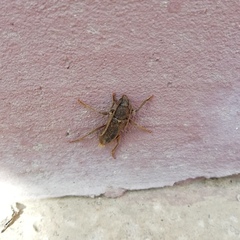 Trichoferus campestris
