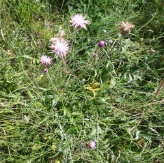 Jurinea salicifolia