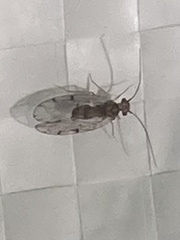 Insecta