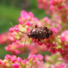 Cyphodemidea saundersi