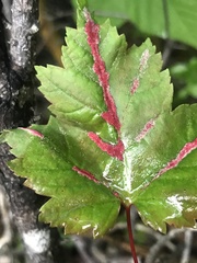 Acalitus longisetosus