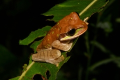 Smilisca phaeota