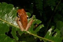 Smilisca phaeota