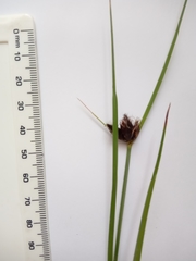 Bolboschoenus maritimus