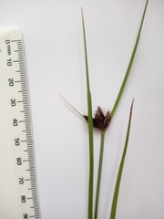 Bolboschoenus maritimus