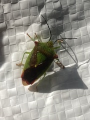 Acanthosoma haemorrhoidale