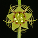 Mitella caulescens - Photo (c) Lynette Schimming, algunos derechos reservados (CC BY-NC)