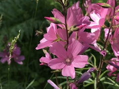 Sidalcea malviflora