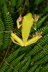Agalychnis spurrelli