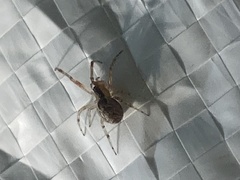 Araneae