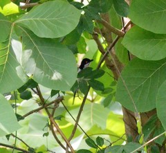 Dryoscopus gambensis