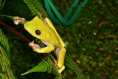 Agalychnis spurrelli