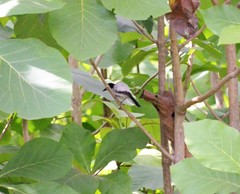 Dryoscopus gambensis