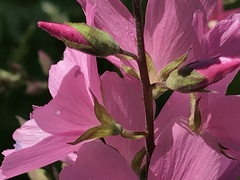 Sidalcea malviflora