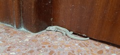 Psammodromus hispanicus