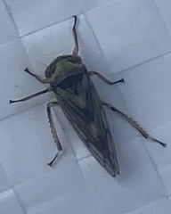 Insecta