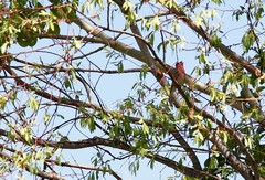 Carpodacus erythrinus grebnitskii