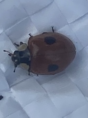 Adalia bipunctata