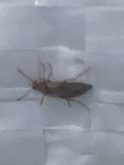 Insecta