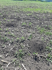 Nannospalax leucodon