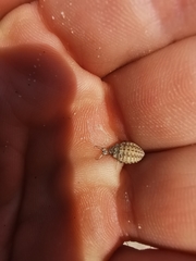 Myrmeleon inconspicuus