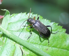 Cortodera femorata